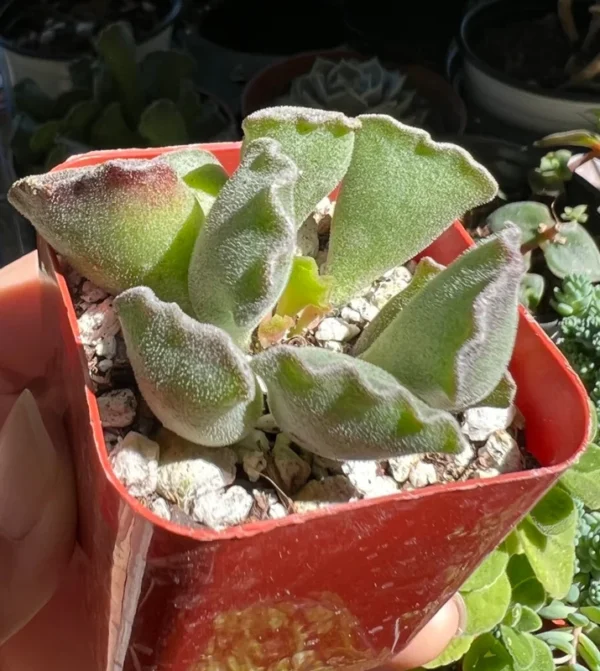 Adromischus Cristatus Key Lime Pie - Crinkle Leaf Plant - 2" Rare Fuzzy Succulent