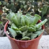 Adromischus Cristatus Key Lime Pie - Crinkle Leaf Plant - 2" Rare Fuzzy Succulent