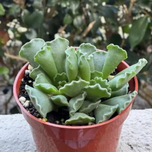 Adromischus Cristatus Key Lime Pie - Crinkle Leaf Plant - 2
