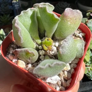 Adromischus Cristatus Key Lime Pie - Crinkle Leaf Plant - 2