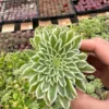 Aeonium Emerald Ice Succulent Live Plant - 2Inch Pot - Green Cream