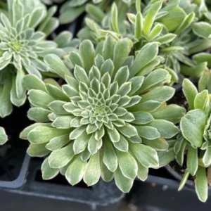 Aeonium Emerald Ice Succulent Live Plant - 2Inch Pot - Green Cream