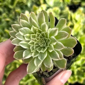 Aeonium Emerald Ice Succulent Live Plant - 2Inch Pot - Green Cream