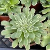 Aeonium Emerald Ice Succulent Live Plant - 2Inch Pot - Green Cream