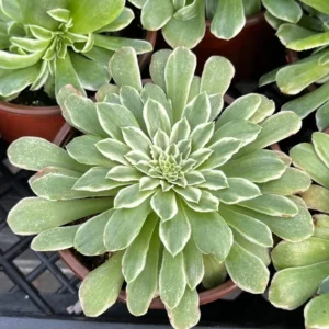 Aeonium Emerald Ice Succulent Live Plant - 2Inch Pot - Green Cream