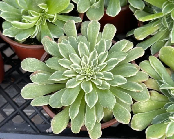 Aeonium Emerald Ice Succulent Live Plant - 2Inch Pot - Green Cream