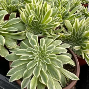 Aeonium Emerald Ice Succulent Live Plant - 2Inch Pot - Green Cream