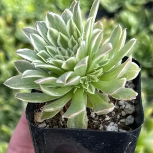 Aeonium Emerald Ice Succulent Live Plant - 2Inch Pot - Green Cream