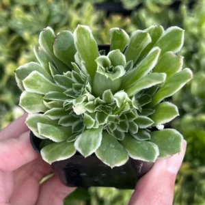 Aeonium Emerald Ice Succulent Live Plant - 2Inch Pot - Green Cream