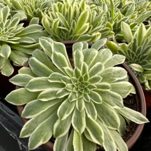 Aeonium Emerald Ice Succulent Live Plant - 2Inch Pot - Green Cream