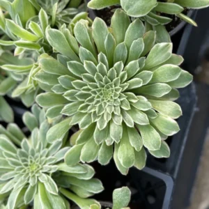 Aeonium Emerald Ice Succulent Live Plant - 2Inch Pot - Green Cream