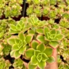 Aeonium Kiwi Succulent Rosette Plant - Easy Care in 4 Inch Pot
