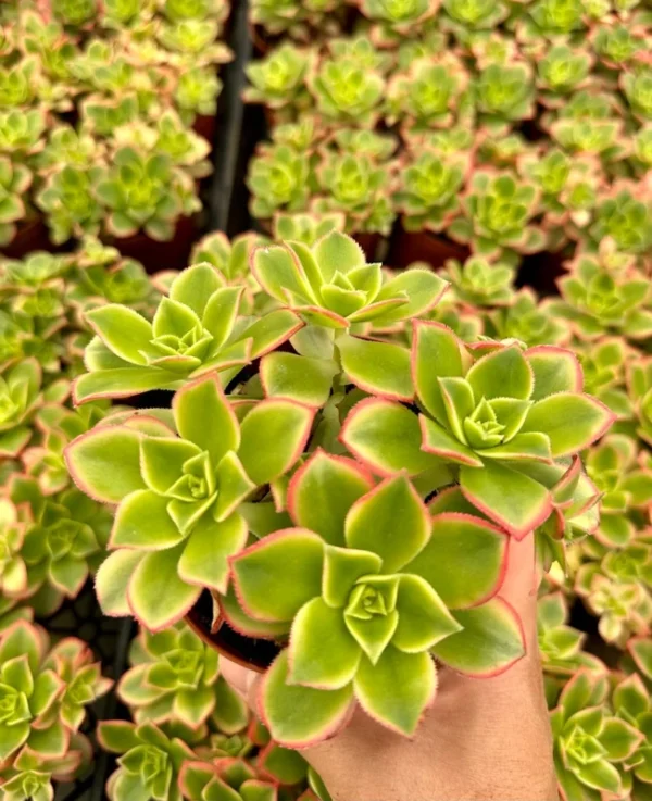 Aeonium Kiwi Succulent Rosette Plant - Easy Care in 4 Inch Pot