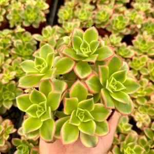 Aeonium Kiwi Succulent Rosette Plant - Easy Care in 4 Inch Pot