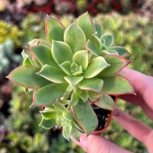 Aeonium Kiwi Succulent Rosette Plant - Easy Care in 4 Inch Pot