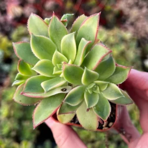 Aeonium Kiwi Succulent Rosette Plant - Easy Care in 4 Inch Pot