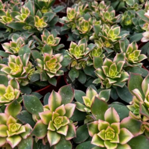 Aeonium Kiwi Succulent Rosette Plant - Easy Care in 4 Inch Pot