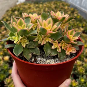 Aeonium Kiwi Succulent Rosette Plant - Easy Care in 4 Inch Pot