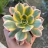 Aeonium Sunburst Live Plant - Pink Succulent in 4'' Pot