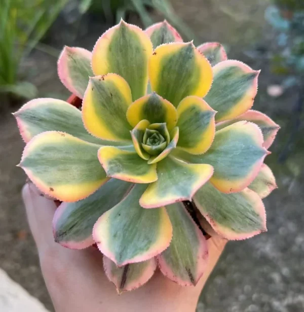 Aeonium Sunburst Live Plant - Pink Succulent in 4'' Pot
