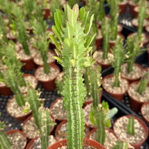 African Milk Tree Euphorbia Trigona Live Plant 4