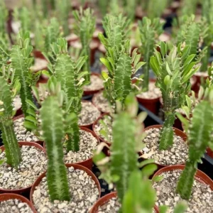 African Milk Tree Euphorbia Trigona Live Plant 4" Pot
