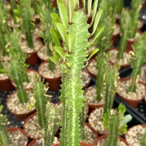 African Milk Tree Euphorbia Trigona Live Plant 4