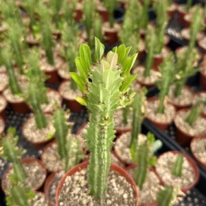 African Milk Tree Euphorbia Trigona Live Plant 4