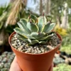 Agave Kissho Kan Lucky Crown Century Plant 6-inch Variegated Succulent
