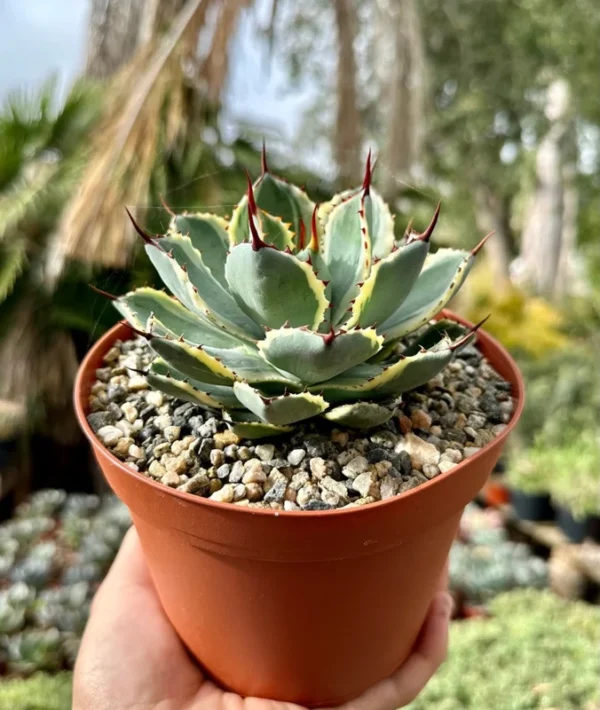 Agave Kissho Kan Lucky Crown Century Plant 6-inch Variegated Succulent