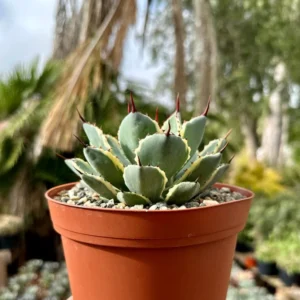 Agave Kissho Kan Lucky Crown Century Plant 6-inch Variegated Succulent