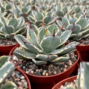 Agave Kissho Kan Lucky Crown Century Plant 6-inch Variegated Succulent