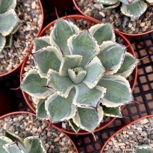 Agave Kissho Kan Lucky Crown Century Plant 6-inch Variegated Succulent