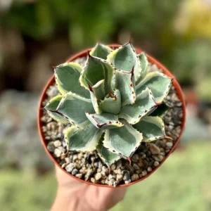 Agave Kissho Kan Lucky Crown Century Plant 6-inch Variegated Succulent