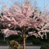 Akebono Flowering Cherry Tree 3-4ft 3Gal Grafted Blossom Tree