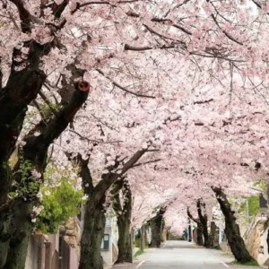 Akebono Flowering Cherry Tree - Pink Blossom Tree 6-12 Inch - 2.5" Pot