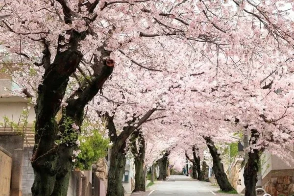 Akebono Flowering Cherry Tree - Pink Blossom Tree 6-12 Inch - 2.5" Pot