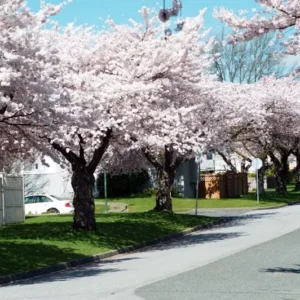 Akebono Flowering Cherry Tree - Pink Blossom Tree 6-12 Inch - 2.5