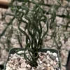 Albuca Bruce Bayeri Plant - Curly Grass Rare Succulent - 4 inch Pot