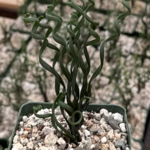 Albuca Bruce Bayeri Plant - Curly Grass Rare Succulent - 4 inch Pot