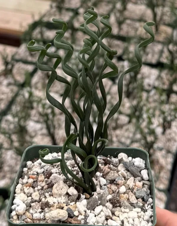 Albuca Bruce Bayeri Plant - Curly Grass Rare Succulent - 4 inch Pot
