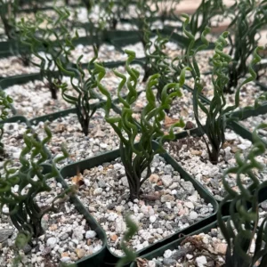 Albuca Bruce Bayeri Plant - Curly Grass Rare Succulent - 4 inch Pot
