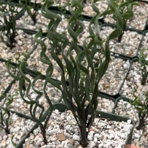 Albuca Bruce Bayeri Plant - Curly Grass Rare Succulent - 4 inch Pot