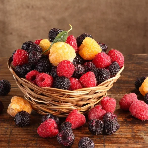 All Season Raspberry Plant Collection - Heritage, Golden, Joan J, Tahi Black - Garden Ready
