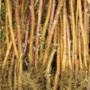 All Season Raspberry Plant Collection - Heritage, Golden, Joan J, Tahi Black - Garden Ready