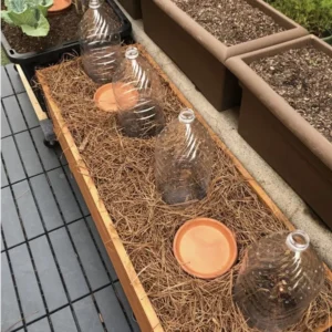 All Season Raspberry Plant Collection - Heritage, Golden, Joan J, Tahi Black - Garden Ready