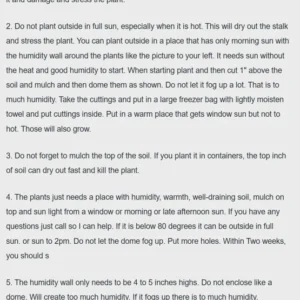 All Season Raspberry Plant Collection - Heritage, Golden, Joan J, Tahi Black - Garden Ready