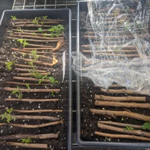 All Season Raspberry Plant Collection - Heritage, Golden, Joan J, Tahi Black - Garden Ready