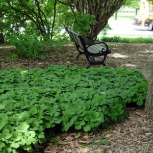 Allegheny Spurge Roots - 5 Pachysandra Procumbens Plants - Ground Cover Shade