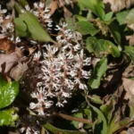 Allegheny Spurge Roots - 5 Pachysandra Procumbens Plants - Ground Cover Shade
